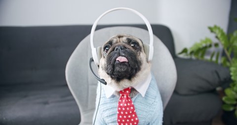 Cute pug dog in headset. Look at web camera listen webinar lecture group conference call with male leader, coach, mentor speaking during virtual video chat, online training webcast. Funny concept