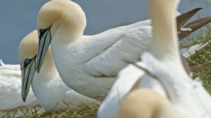 Northern Gannets nesting on Scale Nab part of Bempton Cliffs, near Flamborough Head, East Yorkshire, UK