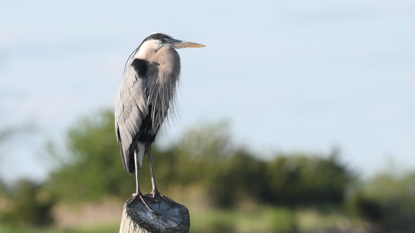 Great Blue Heron Standing on a Piling