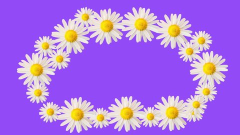 Coloured frame and violet background. Motion design. Moving daisy flowers, camomiles framework. Copy space. Colourful violet frame. 