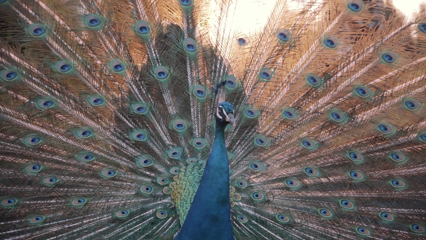 Peacock shaking its beautiful feathers and slowly turning, natural courtship ritual, fanned out plumage of bird, sunshine behind animal, slow motion Royalty-Free Stock Footage #1055707742