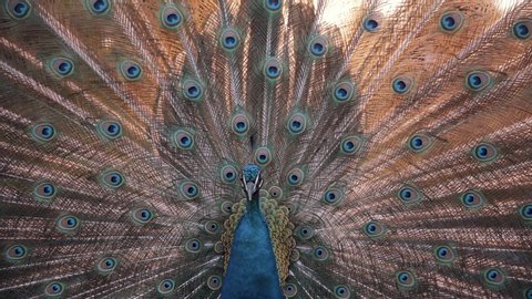 Peacock shaking its beautiful feathers and slowly turning, natural courtship ritual, fanned out plumage of bird, sunshine behind animal, slow motion