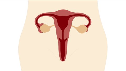 Animation fo growth the ovarian follicle and ovulation to menses, Menstrual cycle ovary in female.