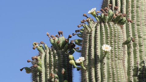 Bees fly into the rare cactus flower of the Saguaro as it blooms towards the end of spring.