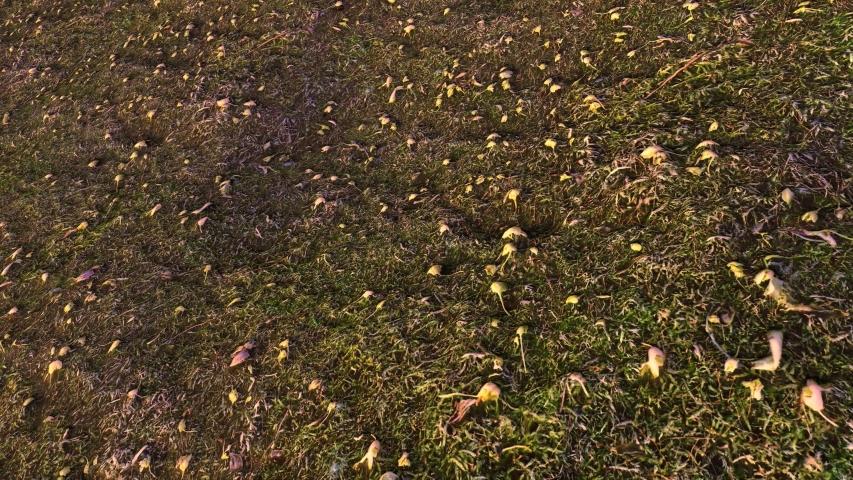 Forest ground surface at golden sunset. Mossy floor in 4K