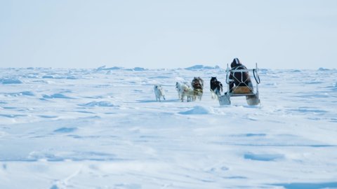 A traditional Inuit or Eskimo is dogsledding with his team of several husky dogs or wolfs going to the endless white horizon for hunting polar bears in the arctic, polar region