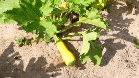 Fruit vegetable zucchini on a farm field. Patison. Agriculture. Vegetable in the garden garden. Vegetable salad. Harvesting. Advertising video. Agricultural activity.