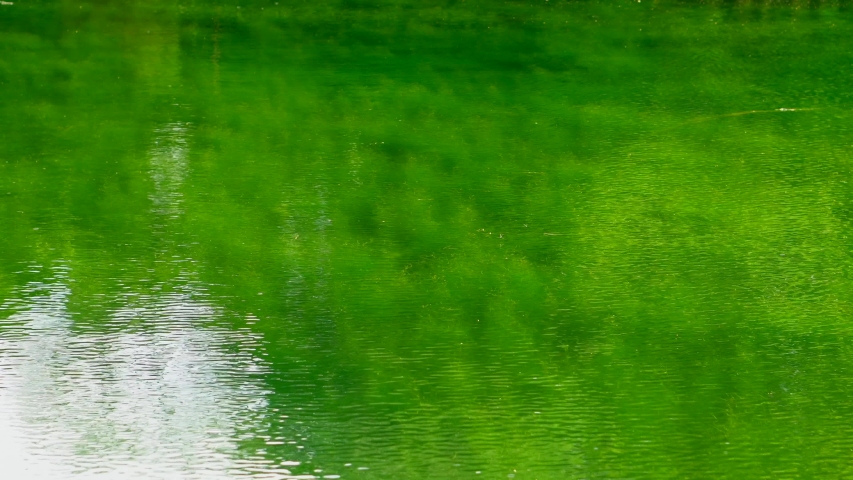 In summer, the main lake of the Kichijoji Park in Tokyo, Japan covers its floor with deep green algae that gives a feeling of freshness and creates a very special landscape.