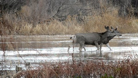 Five mule deer walk through wetland water at Bosque Del Apache National Wildlife Refuge