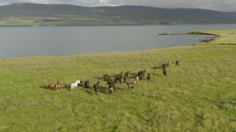 Icelandic Horses, Herd, Eyjafjörður Fjord, Akureyri (City), Iceland, Flying High And Orbit To The Left (Camera Movement)