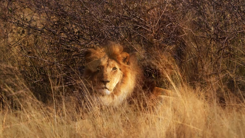 A lone male lion relaxing in the high grasses | Shutterstock HD Video #1055722763
