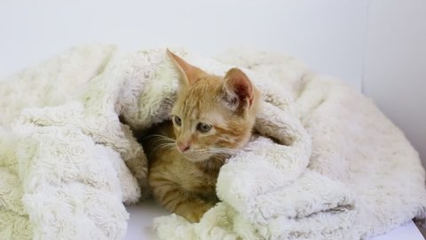 a red kitten wrapped in a pleiad lies on a white background