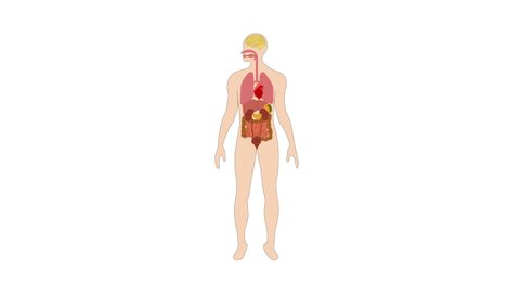 Animation of human Kidney diagram, Kidney of human 