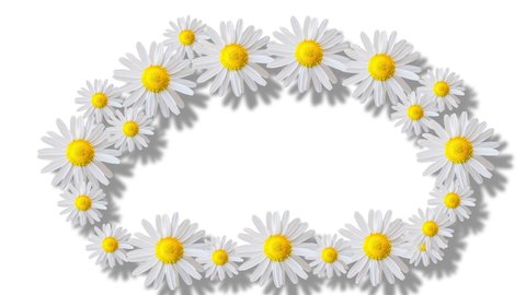 Coloured frame and white floral background. Motion design. Moving daisy flowers, camomiles framework. Copy space. Colourful flower frame. 