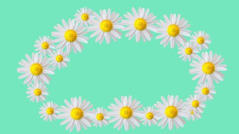 Coloured frame and light green background. Motion design. Moving daisy flowers, camomiles framework. Copy space. Colourful flower blossom frame. 