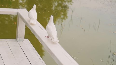 Two white doves take off from the railing near the pond. Beautiful slow motion images