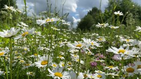 chamomile bloom in nature in summer, close-up video 4k. High quality 4k footage