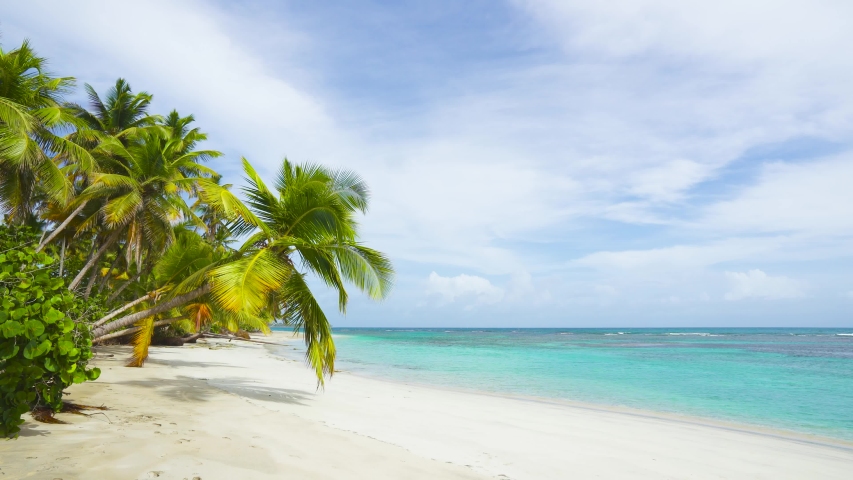 The best beaches in the world. Wide panoramic wild palms beach landscape view. Large palm leaves hang down to the sand. Tropical paradise on a summer sunny day on a crystal clear beach and sea.
