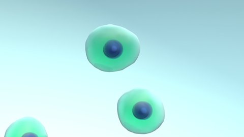 Cells Divide and Multiply, Microscope close up, 4k animation