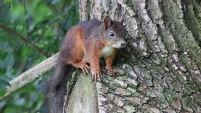 Squirrel sits on the tree and watches the surroundings
