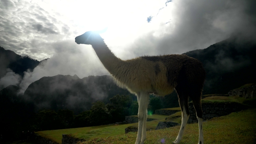 Llamas eating grass at Machu Picchu overlook in Peru. Machu Picchu is an Incan citadel set high in the Andes Mountains in Peru, above the Urubamba River valley.