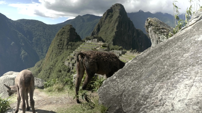 Llamas eating grass at Machu Picchu overlook in Peru. Machu Picchu is an Incan citadel set high in the Andes Mountains in Peru, above the Urubamba River valley.