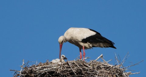 Storks, Camargue, France.Parents giving food to young birds