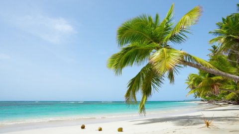 NOBODY: Beautiful scenery of the Dominican Republic beach. Coconut palm tree adorns the white beach of Punta Cana. Travel to the Caribbean Atlantic Ocean. Summer sunny beach background.