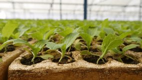 Sprouted young cabbage seedlings in a greenhouse. Farm theme. Seedlings of vegetable crops on an industrial scale