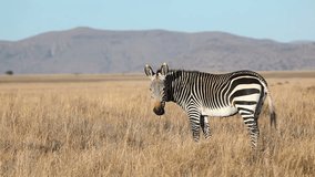Cape Mountain Zebras (Equus zebra) grazing in open grassland, Mountain Zebra National Park, South Africa
