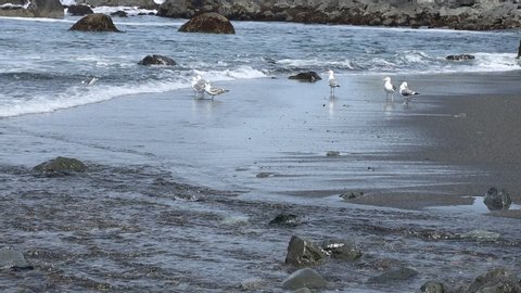 Seagulls hunting sand crabs in the waves on the beach slow motion