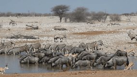 Zebra, wildebeest, springbok and gemsbok antelopes gathering at a waterhole, Etosha National Park, Namibia