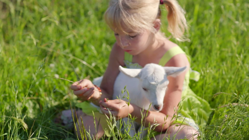 6 year old girl in the meadow with a small white goat.