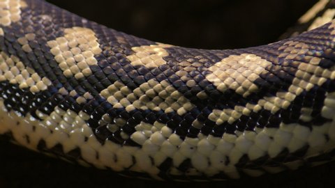 Body scaled of diamond python snake in a terrarium breathing - Morelia spilota