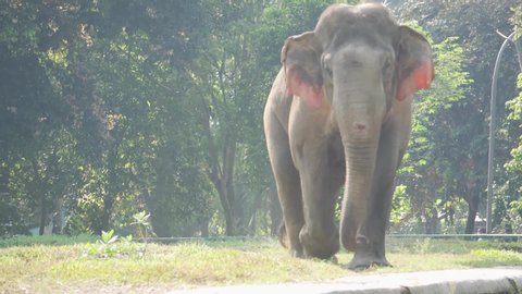 JAKARTA, INDONESIA - JULY 12, 2020: A Sumatran elephant walks in his enclosure, in the Ragunan zoo.