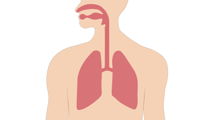 Breathing in and out with the expansion and contraction of the lungs. Royalty-Free Stock Footage #1055758835