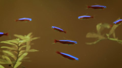 School of neon tetra with light blue back swimming in large public aquarium tank at oceanarium with yellow illumination. Underwater life concept