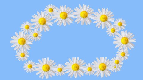 Coloured frame and light blue background. Motion design. Moving daisy flowers, camomiles framework. Copy space. Colourful floral frame. 