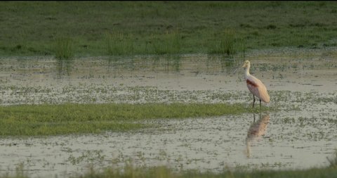 Nature shot in wetland landscape of Roseate spoonbill (Platalea ajaja) that shows this wading bird fantastic pink plumage and awesome beak in its natural environment for birdwatching lovers