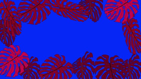Red monstera and palm leaves forming beautiful frame and colourful violet  and blue background. Copy space.