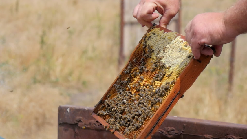 The Beekeeper Carefully Inspects of Bee Honeycomb. The Bee Honeycomb is Full of Honey. There are Bees on the Frame. Summer Sunny Day..  | Shutterstock HD Video #1055766377
