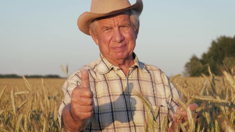 Closeup portrait of smiling old elderly senior man with tanned wrinkled face and grey hair in cowboy hat. Standing in golden yellow rye wheat barley field, looking up at camera and showing thumb up