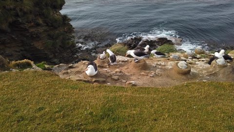 Black-browed albatrosses and chicks in the nests on the coast of the Falkland islands. Wildlife in the slow motion