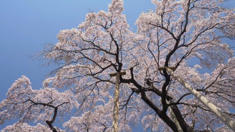 Low angle panning shot of the famous ancient Miharu Takizakura cherry tree, Miharu, Fukushima Prefecture, Japan
