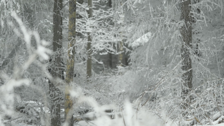 Adult Male Hiking In between Trees Through Winter Forest Using Walking Poles. Locked Off
