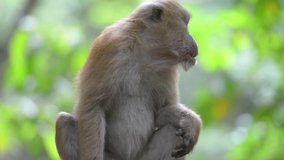 Portrait of male cute wild monkey sitting in a tree in green tropical forest with trees. Full HD video clip