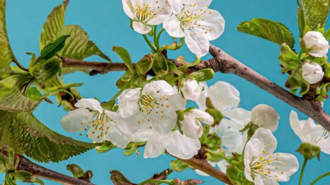 Timelapse of Spring flowers opening. Beautiful Spring apple-tree blossom open. White flowers bloom on blue background. Macro shot