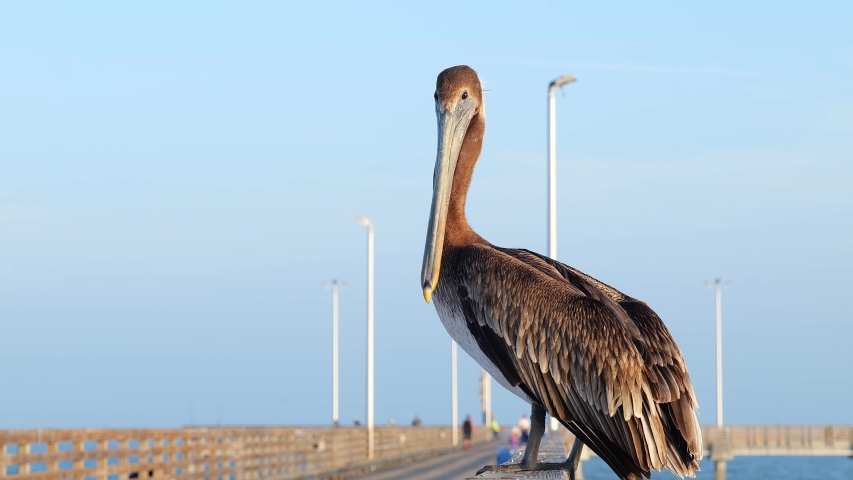 Close up clip of a brown pelican, Pelecanus occidentalis, standing on the railing of an ocean pier at sunset.