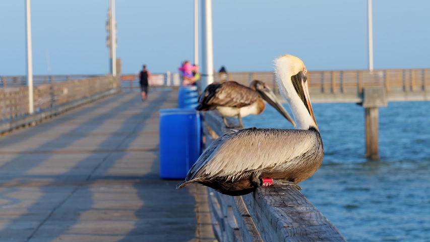 Close up slow motion clip of a brown pelican, Pelecanus occidentalis, on the railing of an ocean pier, expels waste then turns and flies away.