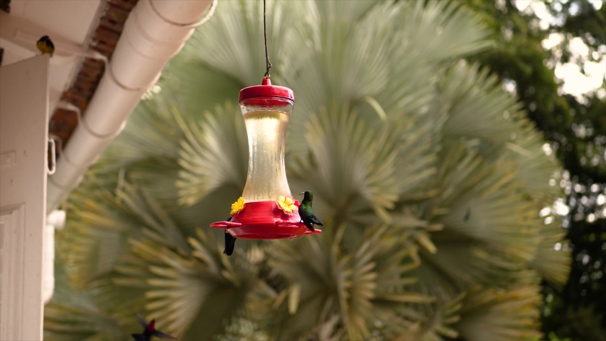 Close up footage of colibri drinking water in fron of house in forest.